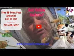 Pest control solutions and services is your premier termite and pest control service in the tampa bay, florida area. Yellow Jackets Oldsmar Palm Harbor Termite Pest Control
