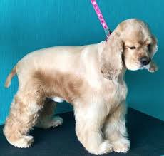 Pin By Kim Lubas On Cocky Cocker Spaniels Cocker Spaniel Cocker Spaniel Haircut Spaniel