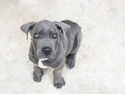 We did not find results for: Cane Corso Colors Blue Cane Corso Myth Busted Pawleaks