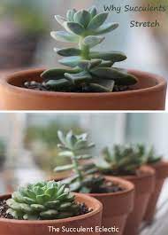 Etiolated Succulent Growing Tall Stretched The Succulent Eclectic Succulents Succulent Garden Indoor Cacti And Succulents