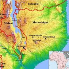 Image result for Cynanchum mulanjense