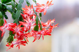 Figuring out how to make a christmas cactus bloom can be tricky for some. Christmas Cactus Christmas Cactus Care How To Rebloom Buy Online