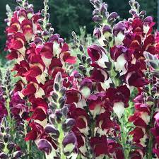 We did not find results for: Organic Night Dawn Snapdragon Fruition Seeds