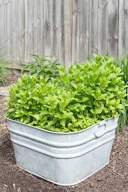Best easy guide on how to grow mint: 9 Good Reasons To Grow A Mint Plant On Sutton Place