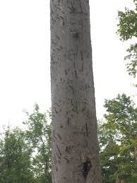 Into The Woods American Beech Profile The Charlotte News