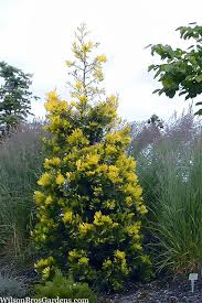 Image result for Calocedrus decurrens