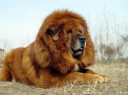 Is The Tibetan Mastiff Right For Your Home Puppy Toob Large Dog Breeds Tibetan Mastiff Dog Dogs