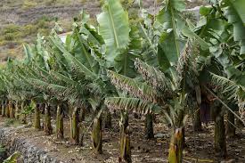 Banana production in ecuador is important to the national economy. Banana Plantation Travel Ecuador With Galapagos Pro