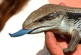 Black And White Lizard Australia Blue Tounge Lizard Blue Tongue Skink Cute Reptiles Crocodile Skink