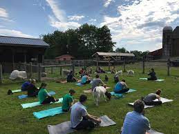 You can explore by location, what's popular. Mountain Pride Farm Quakertown Goat Yoga Yogawalls