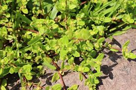 Image result for Enydra