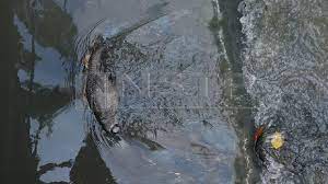 4 april, 2019 10:52 am file size: Sungai Kim Kim Masih Tercemar