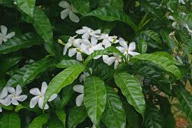 Image result for Tabernaemontana ventricosa