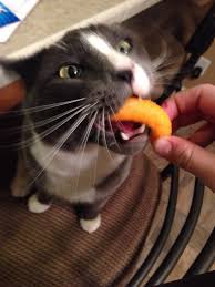 When you buy through links on our site, we may earn an affiliate commission. So My Cat Likes Cheetos Aww