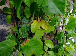 At first i thought it was a deficiency (when they were mainly yellow) and i feed it seaweed fertilizer, both as foliage feed and when watering. Jasmine Leaves Are Yellow Reasons For Yellow Leaves On Jasmine Plants
