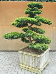 Pin Von Dsamkop Auf Idei Grădină In 2020 Design Kleiner Garten Gartenbonsai Gartendesign Ideen