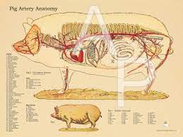 Pig Circulatory System Anatomy Poster