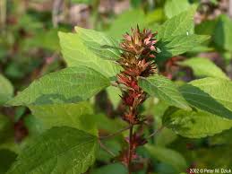 Image result for Acalypha polymorpha