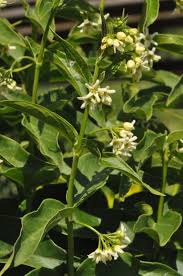 Image result for Vincetoxicum