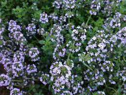 Maybe you would like to learn more about one of these? A Guide To Edible Flowers Jamie Oliver