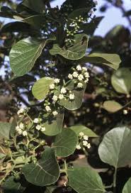 Image result for Cordia goetzei