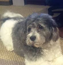 Puppyfinder.com is your source for finding an ideal havanese puppy for sale in usa. Rehomed Rigby Handsome 6 Yo Purebred Havanese Dog New City Ny