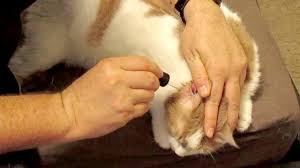 There is no home remedy for an ear hematoma. How To Treat Your Cat S Ear Infection At Home Using Tea Tree Oil Youtube