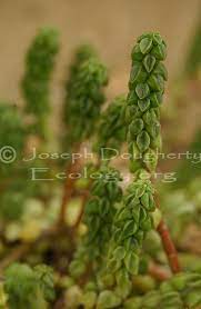 Peperomia Columnaris Peperomia Indoor Plants Plants