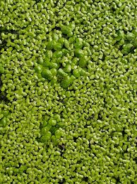 Image result for Wolffiella