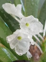 Image result for Podangis