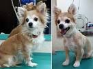 Before And After Chihuahua Haircut