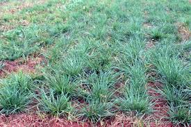 Image result for Bothriocline glomerata