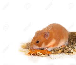 We would like to show you a description here but the site won't allow us. Hamster Picture 835 1000 Jpg Hamster Picture 835 1000 Jpg Mechanochemical Evolution Of The Giant Muscle Protein Titin As Inferred From Resurrected Proteins Nature Structural Molecular Biology A Wide Variety Of