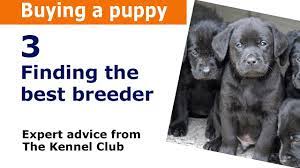 Check spelling or type a new query. How To Find A Good Dog Breeder Kennel Club Assured Breeder S Scheme Youtube