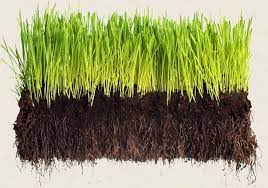Soil Cross Section Google Search Sod Grass Organic Lawn Growing Grass