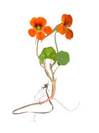 Create an edible potted floral garden to use in recipes and as garnishes! Tropaeolum Wikipedia
