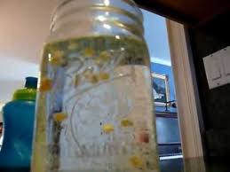 Floating Popcorn Kernels Popcorn Kernels Popcorn Kernals Science Method