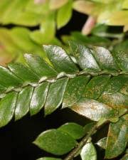 Image result for Anisophylleaceae