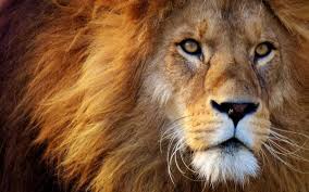 صور تحتوي الذكر Mane قطة كبيرة المفترس أسد خطير حديقة حيوان In 2020 Lion Photography Animals African Animals