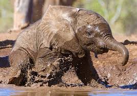 This Baby Elephant Is A Muddy Mess Elephant Baby Elephant Cute Baby Elephant