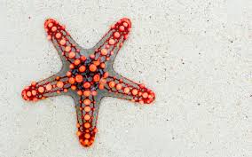 It consisted of 13 episodes which were directed by ernst hofbauer, who had previously directed 26 episodes of percy stuart. Semesterferien Sinnvoll Nutzen Acadoo Ghostwriting Agentur