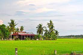 Lukisan pemandangan gunung dan sawah yang sangat indah. Sawah Padi Pemandangan Di Kawasan Sawah Padi Sekincan Tmfadzlim Flickr