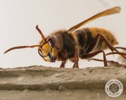 The european hornet (vespa crabro) is the biggest eusocial wasp in europe and recap and finale of the hornet king series: The European Hornet