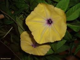 Image result for Ipomoea tuberculata