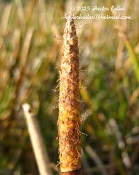 Image result for Eleocharis acutangula