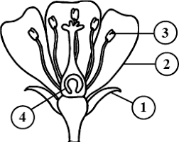 They include flower buds, flowers, fruit and seeds. Observe The Diagram And Answer The Following Questions I Name Male And Female Reproductive Parts Of The Above Figure Ii Write The Names Of 1 And 2 In The Diagram