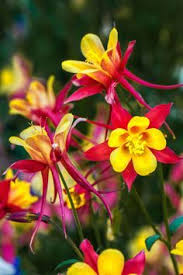 Maybe you would like to learn more about one of these? 7 Perennials That Will Bloom Multiple Times This Summer Flowers Perennials Perennials Planting Flowers
