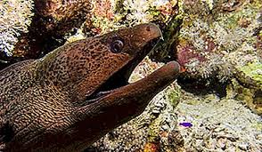 Pescuitul excesiv ameninta speciile de pesti din marea neagra. Cele Mai Periculoase Animale Din Mare 2021