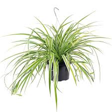 Image result for Chlorophytum minor