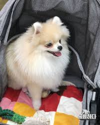 Misa Á´— On Twitter Nayeon And Momo Brought Kookeu And Boo With Them To Film Dogs Are Incredible And The Show Posted Some Pics Of The Cuties Https T Co 61dwqol5kj Https T Co Ydddewee8i Nayeon may be afraid of big dogs, but her fluffy puppy is far too adorable to strike fear into anyone's heart! nayeon and momo brought kookeu and boo